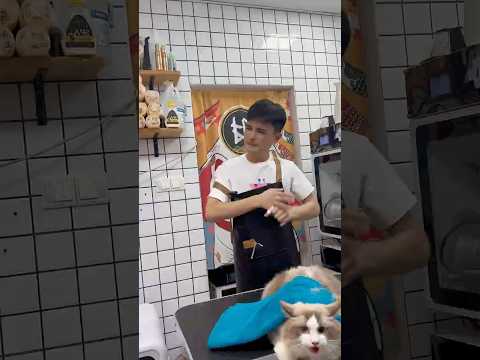 Grooming this cat completely drained my energy  #cleaning #pets #cat #funny #animals
