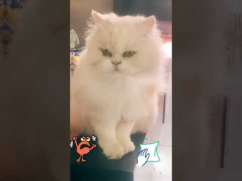 Gryppi le chat colère 😡 #cat #angry#lol
