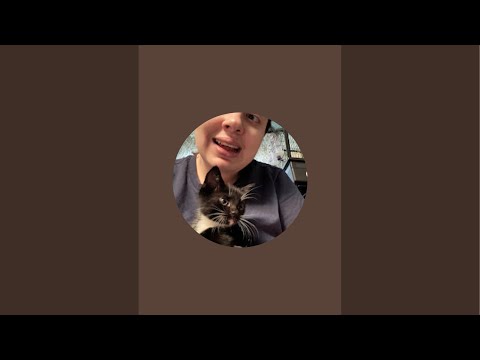 guinea pigs play time and chit chat #pets