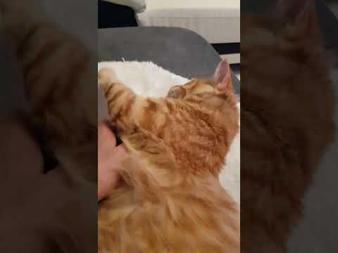 hashtag chat en colère