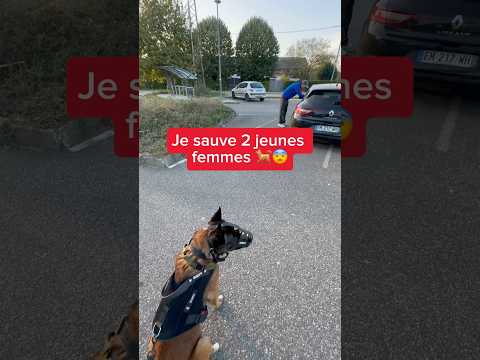 Heureusement que j’étais là avec Nino 😨😤 #nino #chien #ninolemalou #malinois