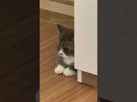 Hilarious Angry Cat Faces That Will Melt Your Heart