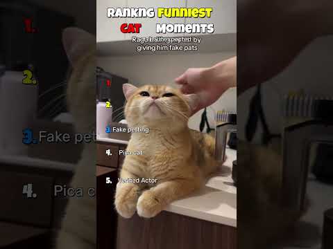 Hold your Laugh till end #cat #usa  #catsanddogs #trending