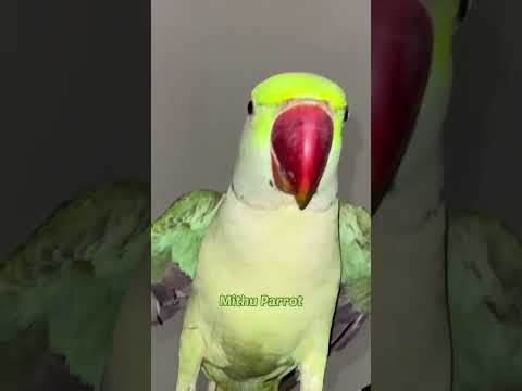 How to teach parrot to talk || तोते को बोलना कैसे सिखाए #talkingparrot #parrotshorts
