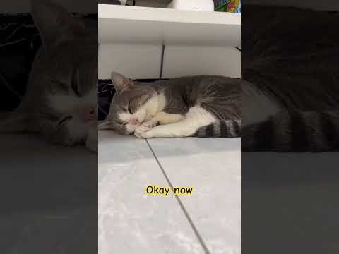 I love you #cat #pets #shorts #cute #kitten #funny #cuteanimal #cutecat #cutepets #catcute #cats
