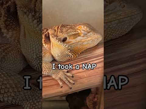 I took a nap: Beardie edition #shorts #trending #beardeddragon #pets #reptiles