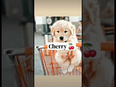 «idée de noms a donner a son chien»🌼 #pourtoi #abonnetoi #fypシ #likeforlikes #trend #dance #viral