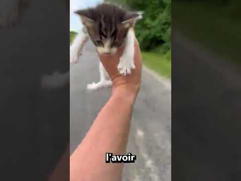 Il a sauvé ces bébés chatons
