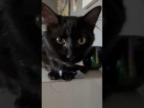 Il est un peu ingrat Onyx….  #cat #cute #chat #miaule