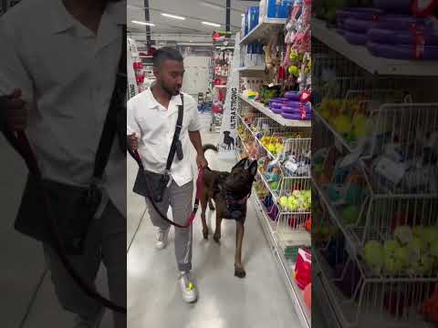 Il était censé me protéger… #dogshorts #malinois #chien #k9 #drole