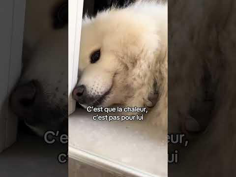 Il faut savoir se préserver… 😂 #animal #dogshorts #chien #samoyed