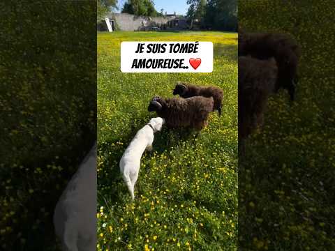 Il m’a brisé le coeur..😢❤️ #chien #goldenretriever #humour #chiots #puppy