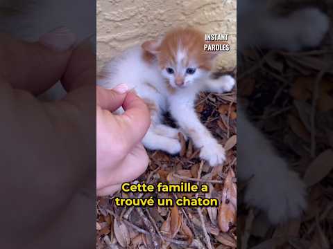 Ils trouvent un chaton dans leur arrière-cour et décident de l’adopter