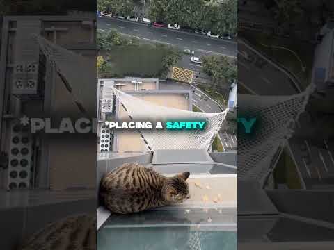 INCREDIBLE CAT RESCUE 😲 #pets #animals #cat NO ANIMALS WERE HARMED IN THIS VIDEO