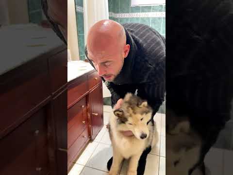 Infection dans l’oreille pour Sora #chien #educationcanine #animaux #husky #chienmignon #chiens