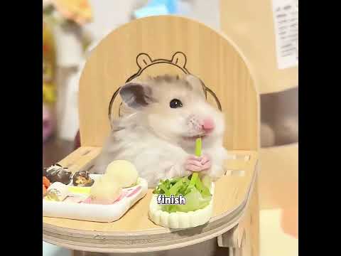 It even dares to snatch cat food.#cat #pets #cutepet #cute #Dog #shorts #Pet #foryou #Funny #animals