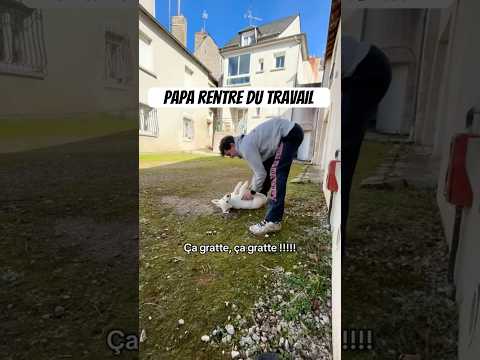 J’adore quand papa rentre du boulot ( maman est chiante ) #animaux #chien #chiot #goldenretriever