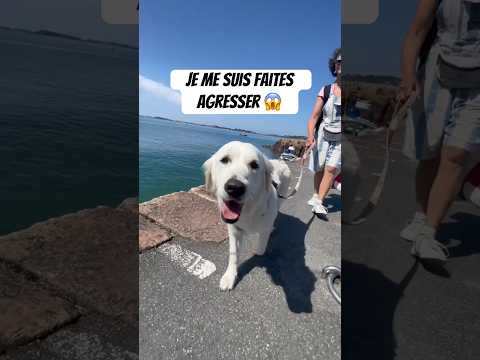 J’ai un peu cherché, j’avoue… 😅 #chien #drole #animaux #breton #bretagne
