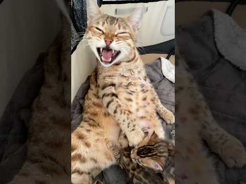 J’aimerais tellement comprendre ce qu’elle me raconte 😂 #bengal  #chat  Chat bengal qui miaule