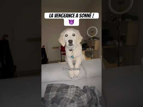 J’attends vos commentaires pour ma vengeance ! 😡#goldenretriever #chien #humour #drole