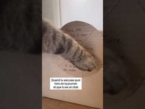JE COMPREND ENFIN POURQUOI MON CHAT MIAULE LA NUIT 😱😱😱