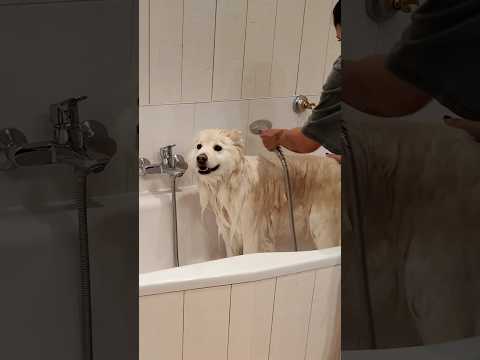 Je lave mon chien et c’est un carnage !