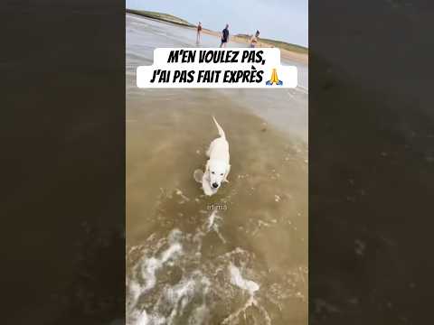 Je me suis faire engueuler comme jamais 😭 #chien #goldenretriever #drole #vendée #humour