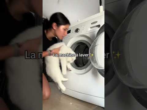 Je montre à mon chat, les endroits qu’il n’a jamais vu ￼