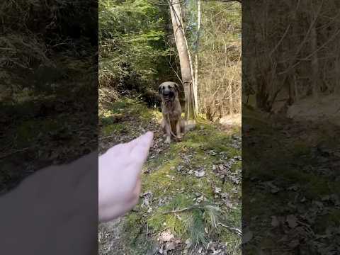 Je trouve un pauvre chien abandonné