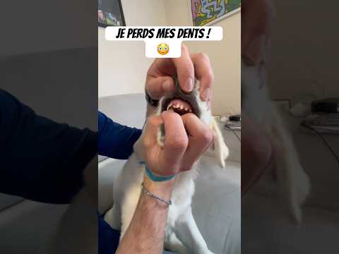JE VAIS TE RETROUVER LA PETITE SOURIS ! 😡#chien #animaux #drole #chiot #humour