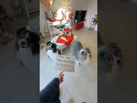 Jour 20  🐕Mélody et Opus sont privés de sortie ! #chien #lutinfarceur #animal