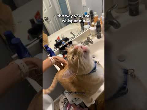 "Just the Way You Are" by cats ❤️ part 45