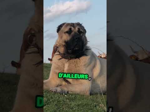 Kangal vers le lion qui gagne entre les deux #chien #animaux #animals #kangal