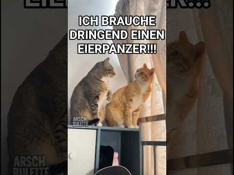 KATZENGESPRÄCHE!😹 #shorts @ARSCHBULETTE #cat #funny #pets #witzig #lustig #comedy