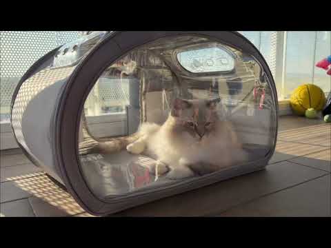 Keep Pets Cool All Summer with Pecute Cooling Cat House ☀️🐾