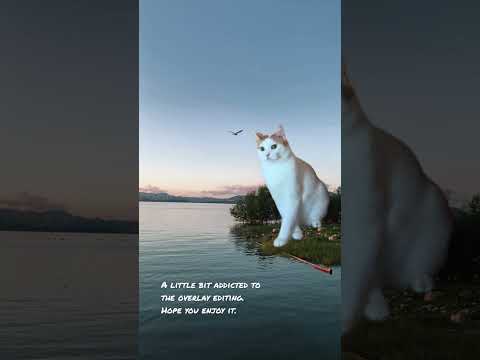Kindly leave your rate 🥰🥰🥰 #shorts #cat #pets #animals #chat #funnyshorts