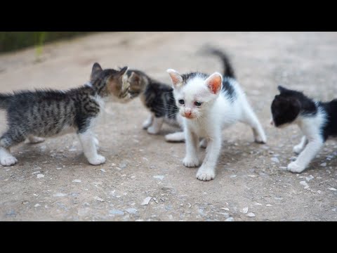 Kittens Calling For Mom – Cute Kittens – Cat Sounds