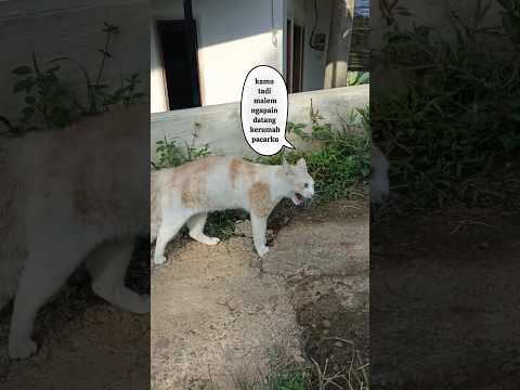 kucing oyen marah