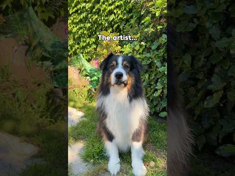 La bêtise du jour 💀 merci mes chiens #chien #bergeraustralien #animal