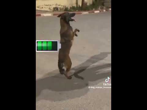 la danse du chien 🐕🐕😂😂