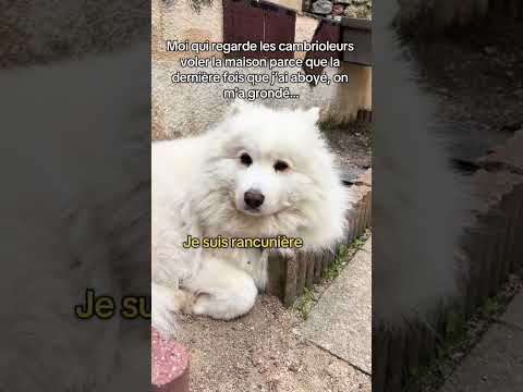 La prochaine fois, vous ne me gronderez plus ! 😂 #animal #dogshorts #chien #samoyed