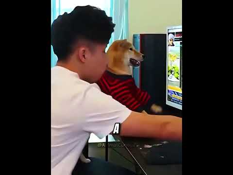 La Rage de Gamer de Ce Chien Va Vous Faire Rire 😂🎮#shorts