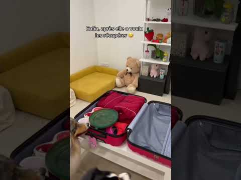 La valise de mes chiens ! C’est quoi votre indispensable ? 😅 #animal #chien #bergeraustralien