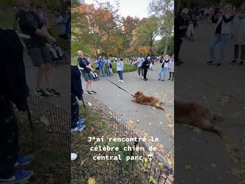 La vidéo super drôle d'un chien qui refuse de bouger !