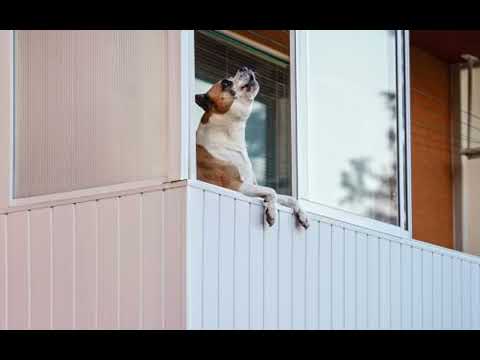 L'aboiement intempestif du chien
