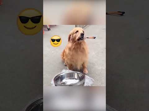 L'amour entre le maître et son chien s'est révélé dans un moment de crise.