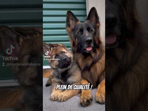 Le Berger Allemand ✨️ #bergerallemand #berger #chien #canin #animaux #animal #chiot