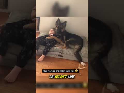 Le Berger Allemand est-il méchant ? La vérité sur ce chien
