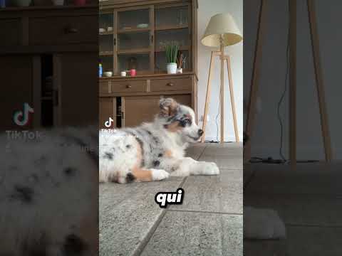 Le Berger Australien 🐕 #bergeraustralien #chien #animauxdecompagnie #animal