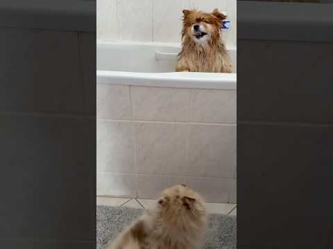 Le cabri est de retour 🐶 #pourtoi #dog #chien #animaux #humour